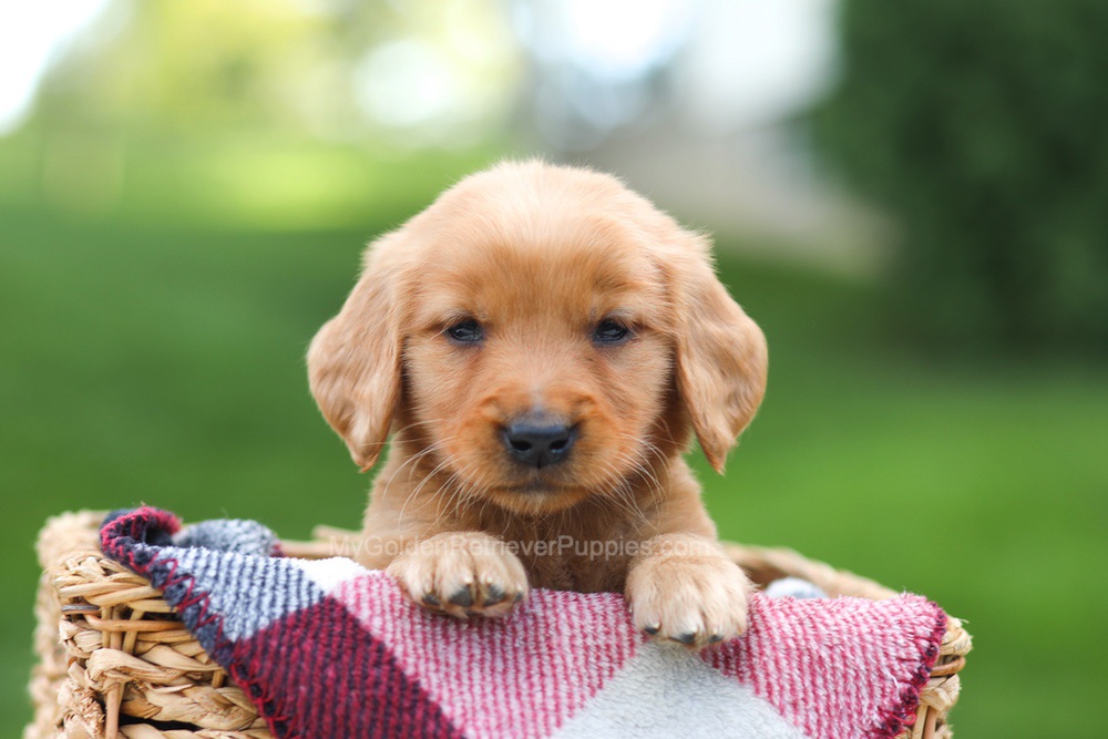 Eve Image of Eve, a Golden Retriever puppy