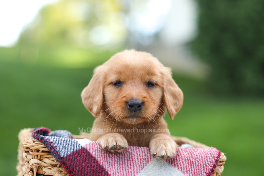 Eve Image of Eve, a Golden Retriever puppy