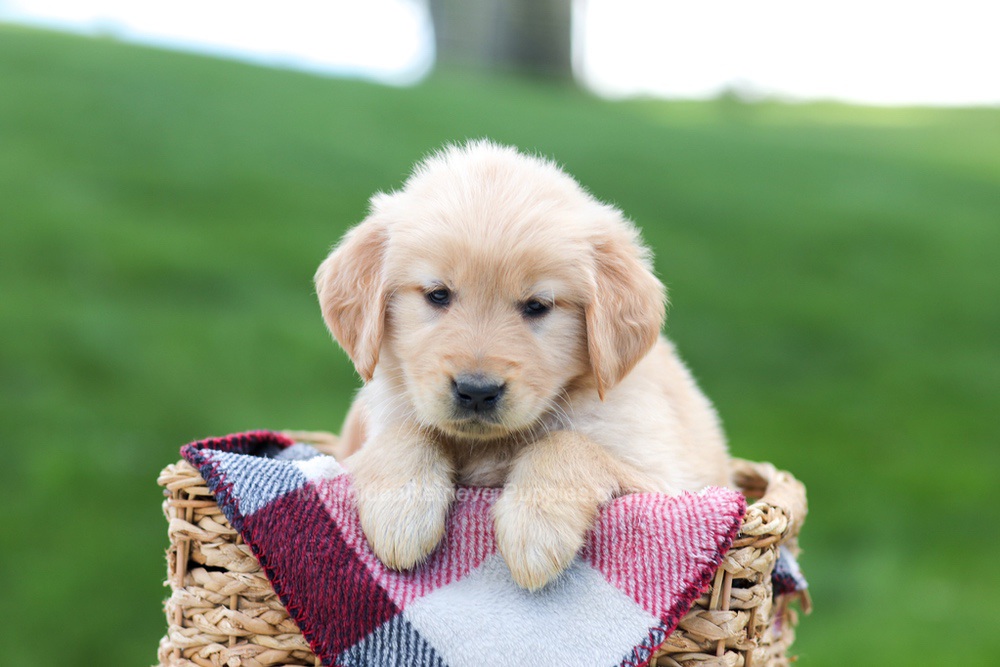 Evelyn Image of Evelyn, a Golden Retriever puppy