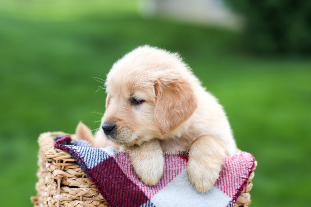 Evelyn Image of Evelyn, a Golden Retriever puppy