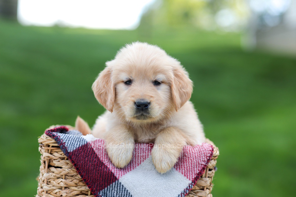 Evelyn Image of Evelyn, a Golden Retriever puppy