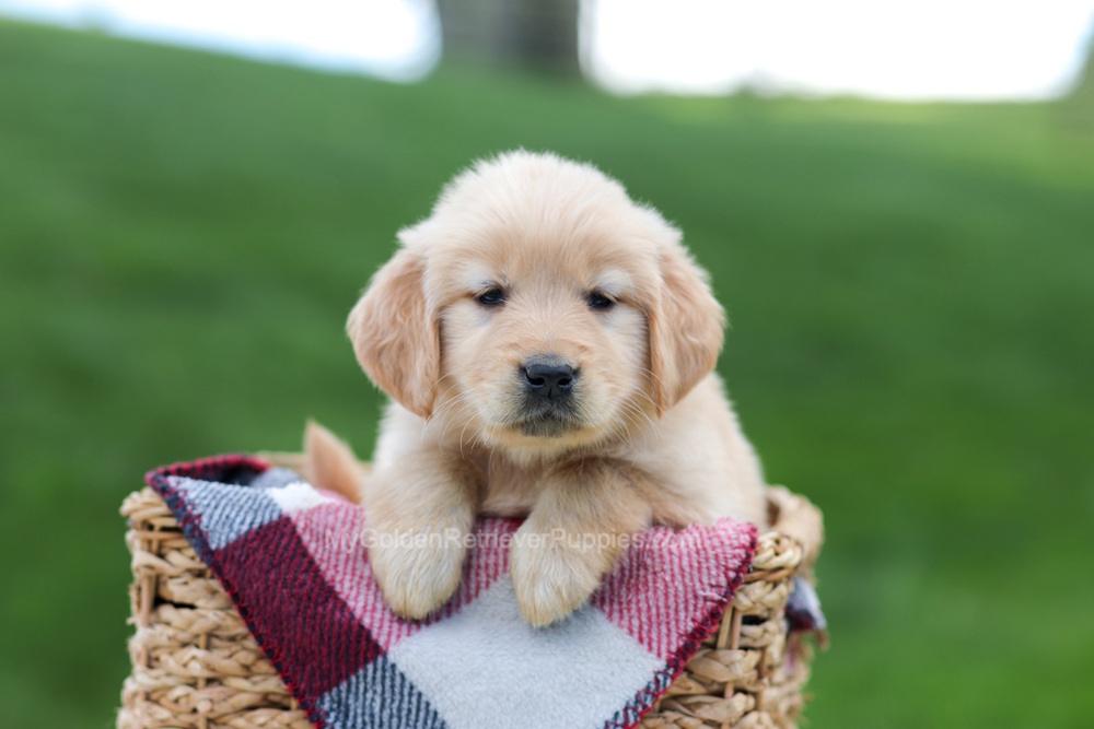 Evelyn Image of Evelyn, a Golden Retriever puppy