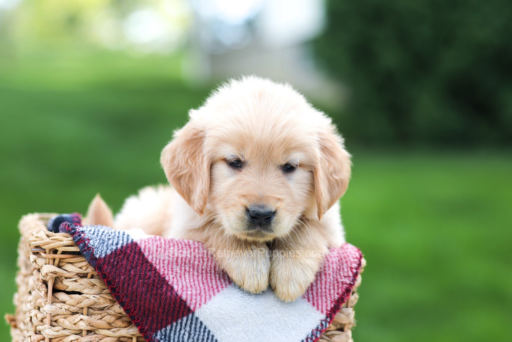 Evelyn Image of Evelyn, a Golden Retriever puppy