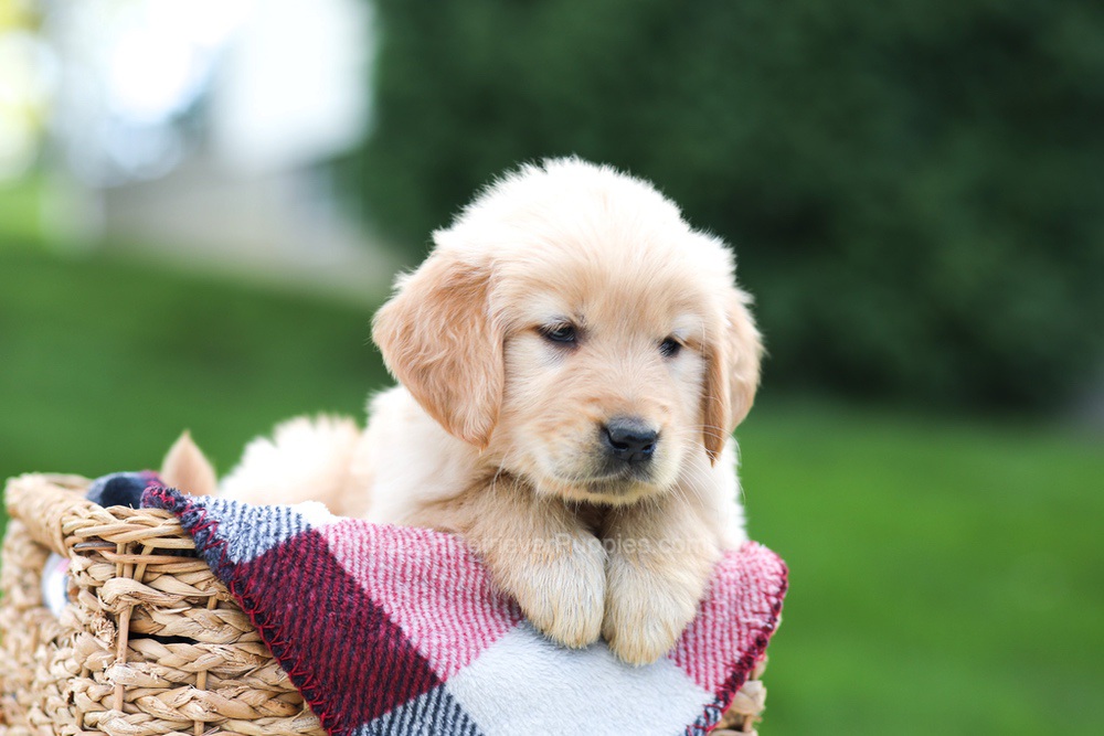 Evelyn Image of Evelyn, a Golden Retriever puppy
