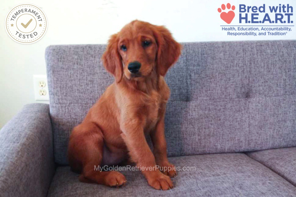 Faith Image of Faith, a Golden Retriever puppy