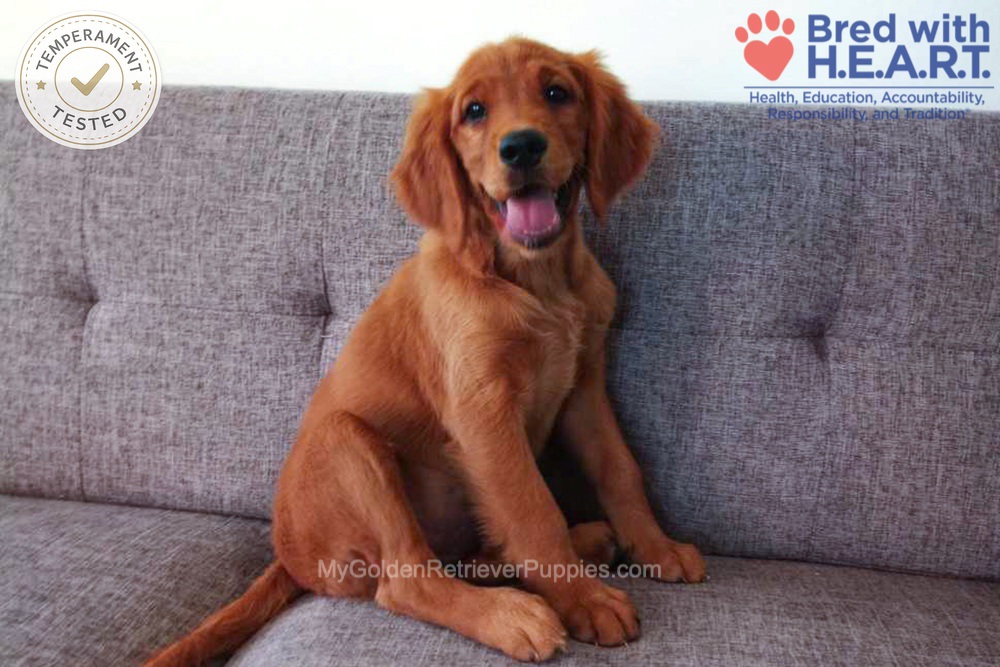Faith Image of Faith, a Golden Retriever puppy