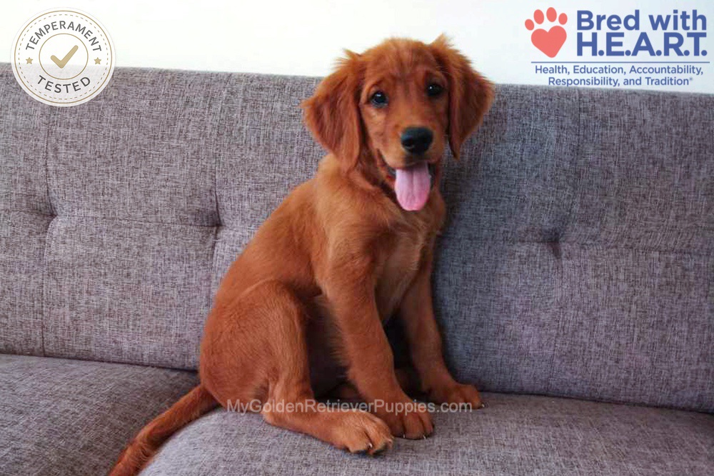 Faith Image of Faith, a Golden Retriever puppy