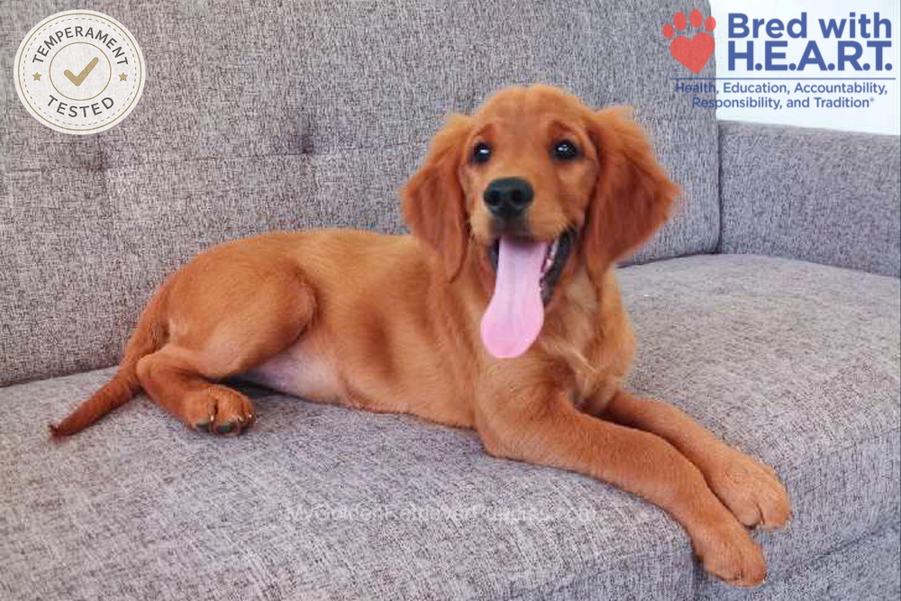 Faith Image of Faith, a Golden Retriever puppy