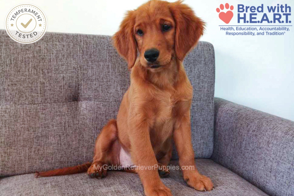 Faith Image of Faith, a Golden Retriever puppy