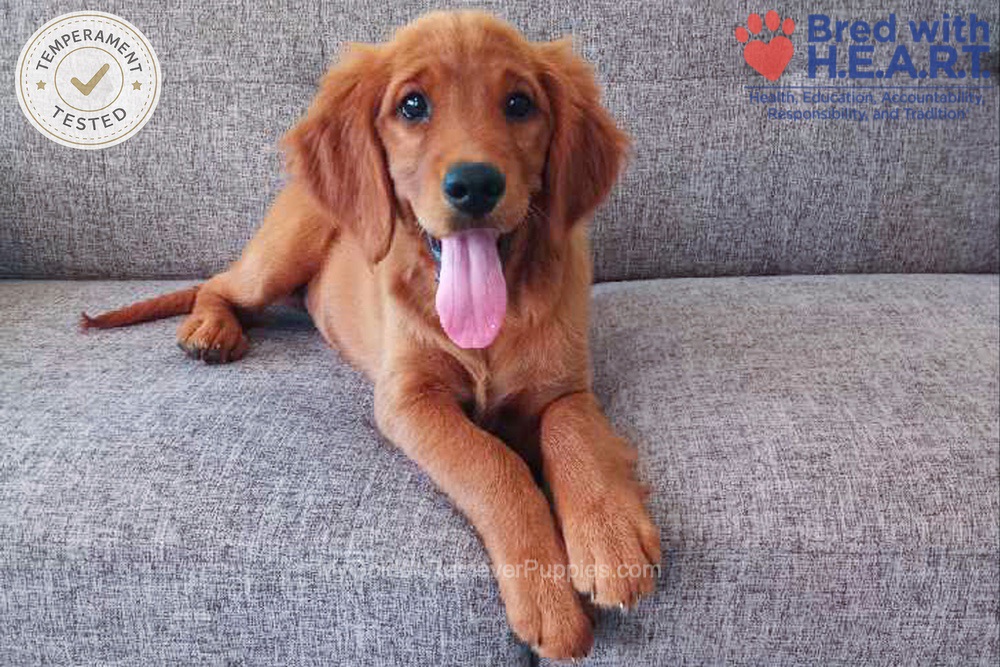 Faith Image of Faith, a Golden Retriever puppy