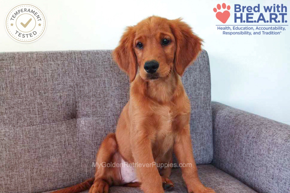 Faith Image of Faith, a Golden Retriever puppy