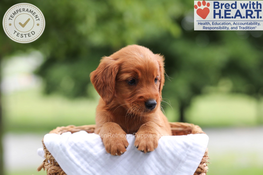 Faith Image of Faith, a Golden Retriever puppy