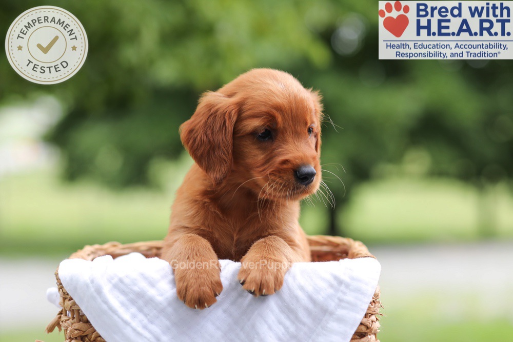 Faith Image of Faith, a Golden Retriever puppy