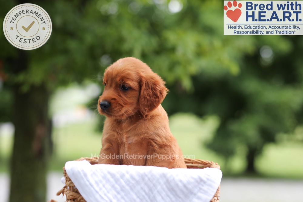 Faith Image of Faith, a Golden Retriever puppy