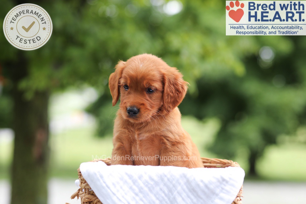 Faith Image of Faith, a Golden Retriever puppy