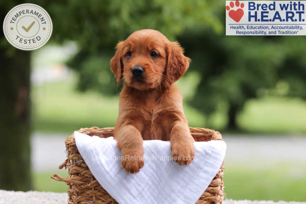 Faith Image of Faith, a Golden Retriever puppy