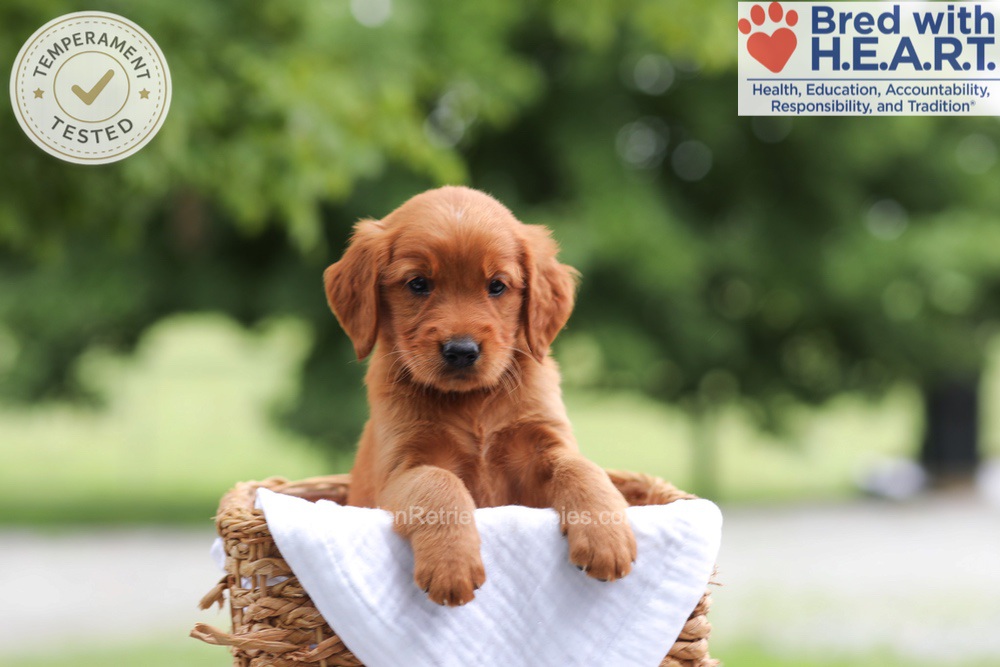 Faith Image of Faith, a Golden Retriever puppy