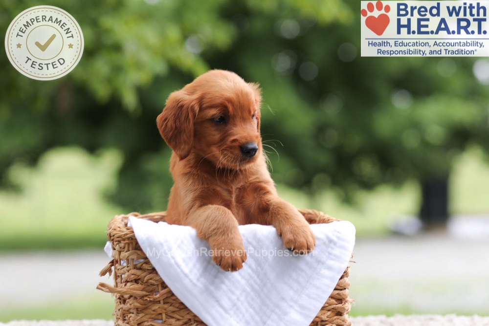 Faith Image of Faith, a Golden Retriever puppy