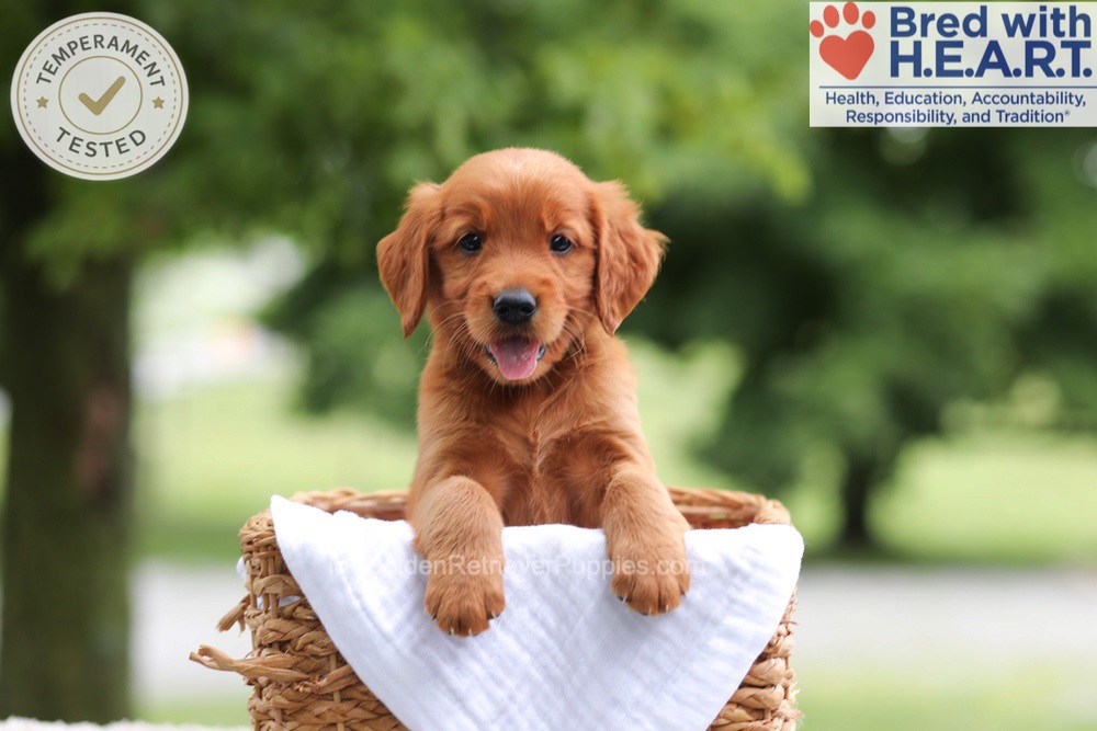 Faith Image of Faith, a Golden Retriever puppy