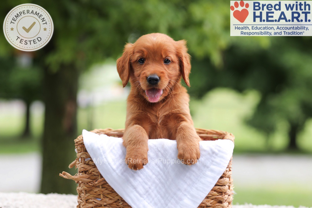 Faith Image of Faith, a Golden Retriever puppy