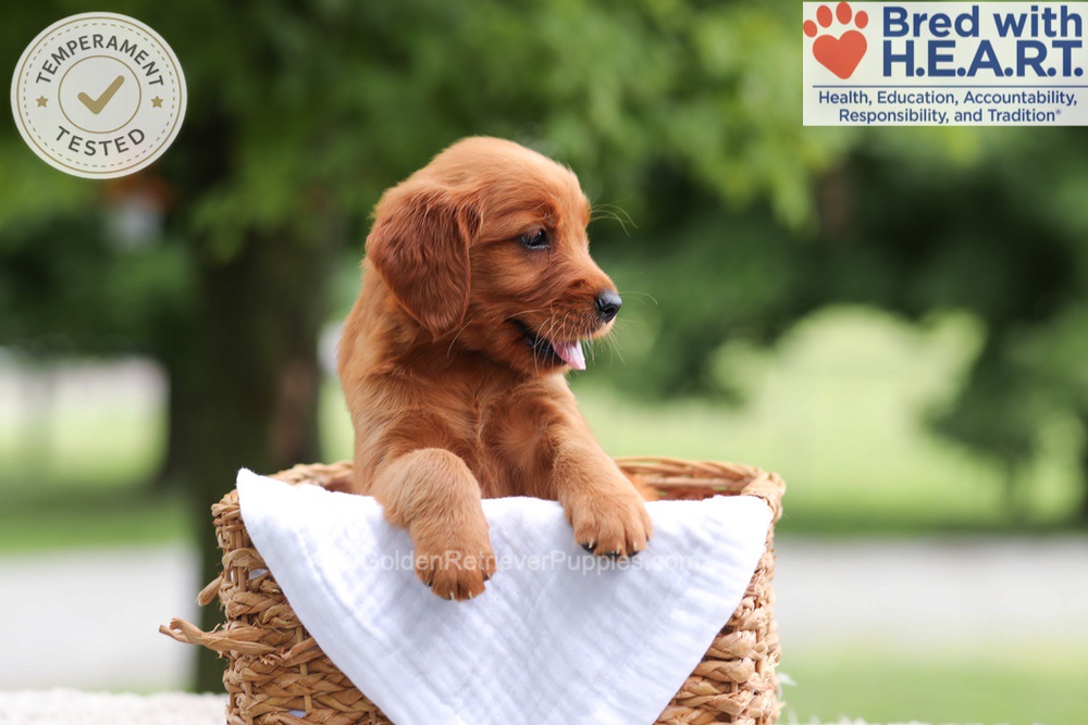Faith Image of Faith, a Golden Retriever puppy
