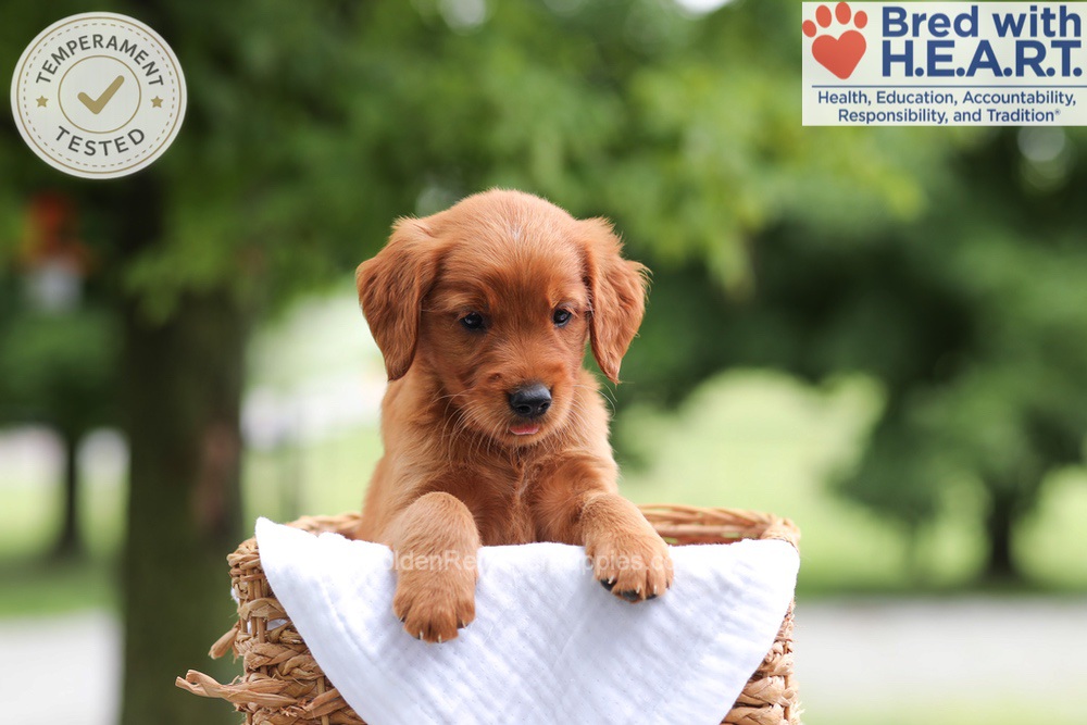 Faith Image of Faith, a Golden Retriever puppy