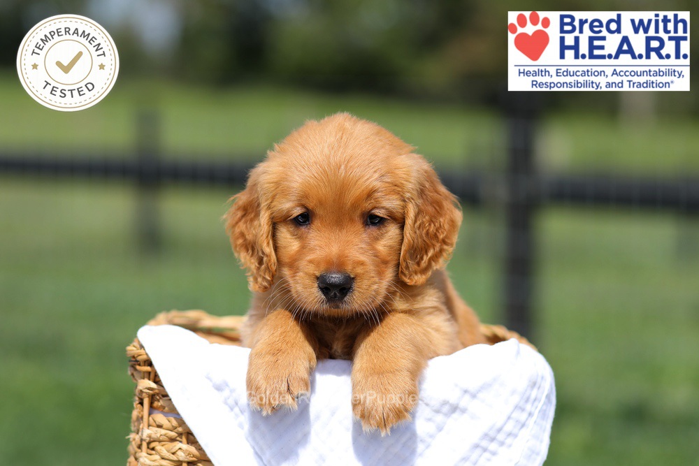 Hawaii Image of Hawaii, a Golden Retriever puppy