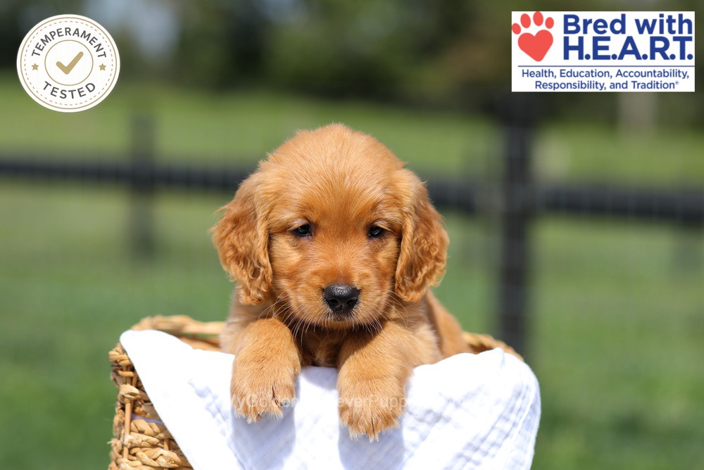 Hawaii Image of Hawaii, a Golden Retriever puppy