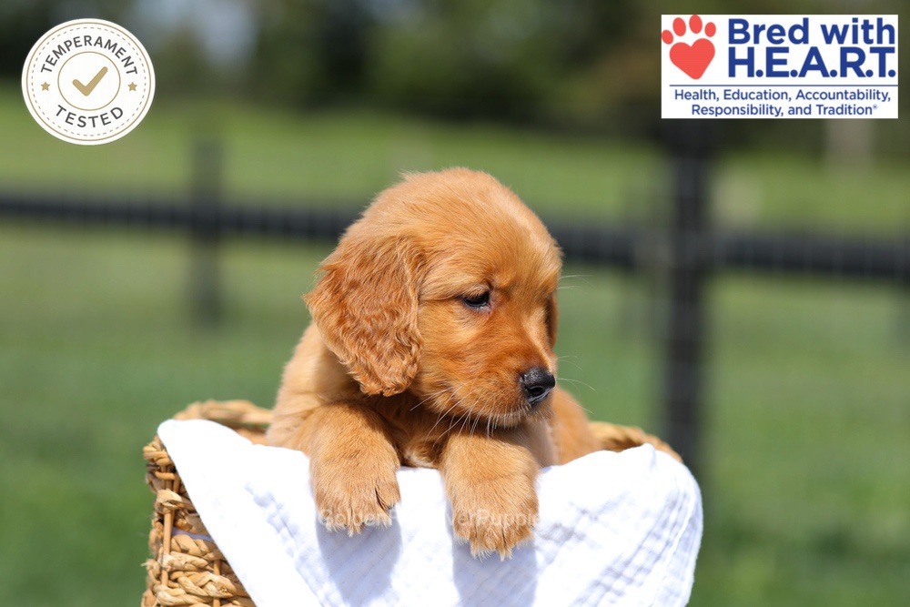 Hawaii Image of Hawaii, a Golden Retriever puppy