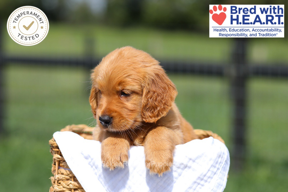 Hawaii Image of Hawaii, a Golden Retriever puppy