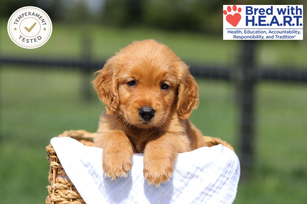 Hawaii Image of Hawaii, a Golden Retriever puppy