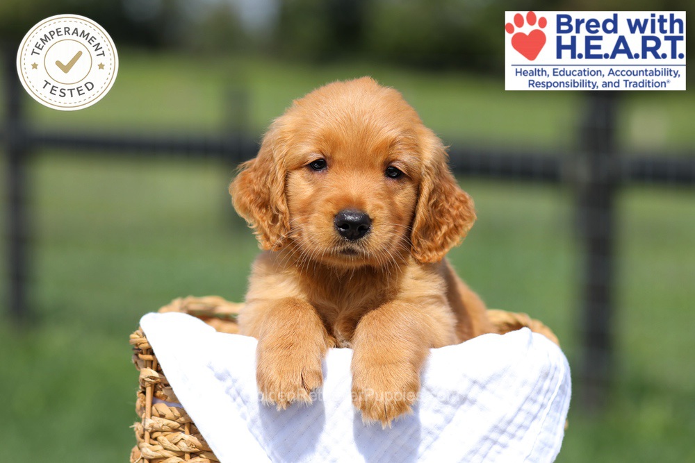 Hawaii Image of Hawaii, a Golden Retriever puppy