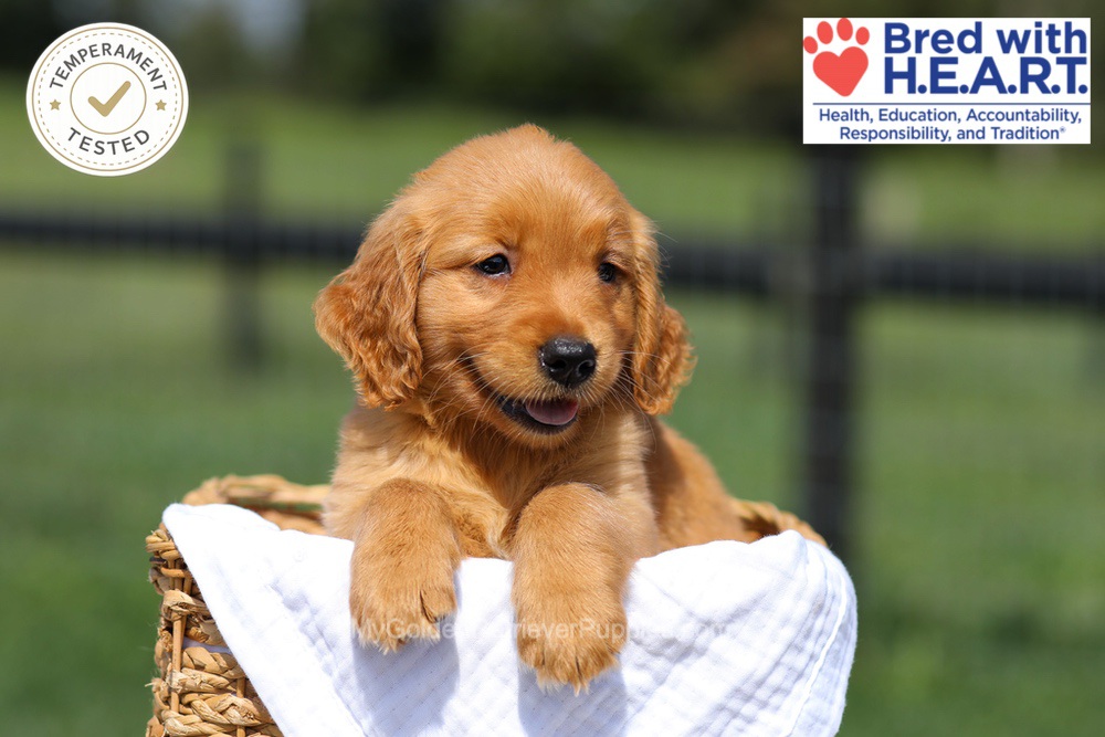 Hawaii Image of Hawaii, a Golden Retriever puppy