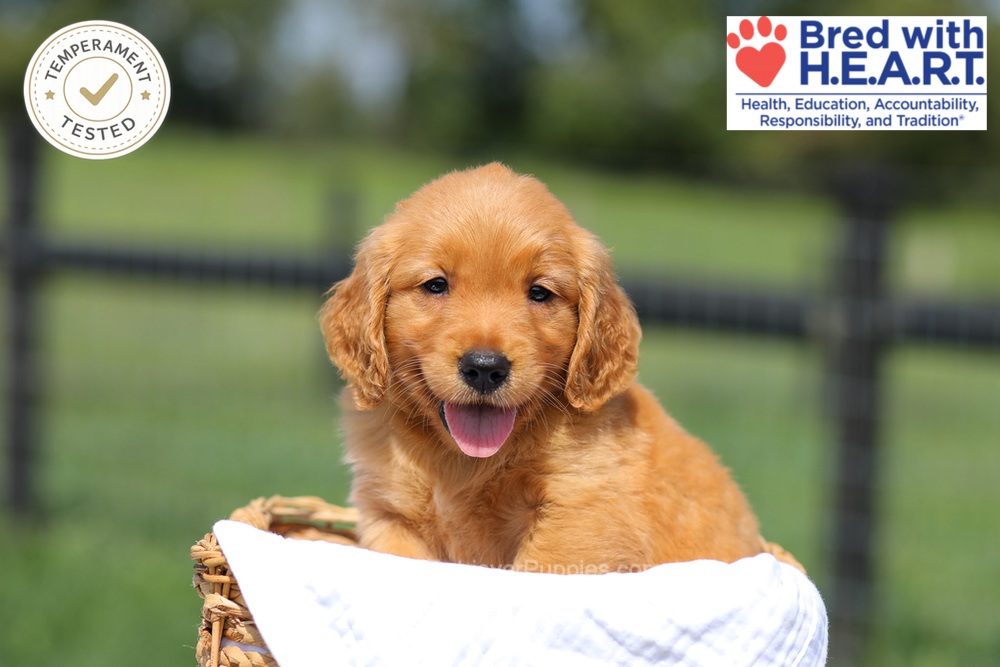 Hawaii Image of Hawaii, a Golden Retriever puppy