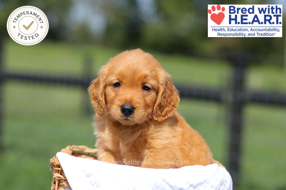 Hawaii Image of Hawaii, a Golden Retriever puppy