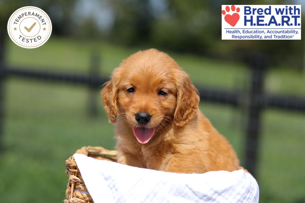 Hawaii Image of Hawaii, a Golden Retriever puppy