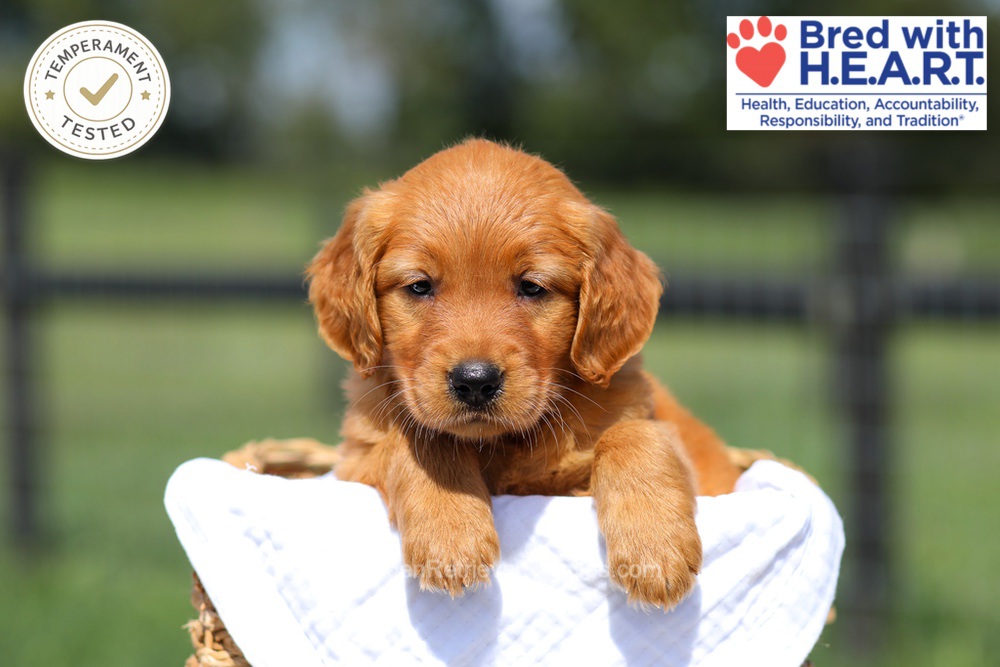 Hazel Image of Hazel, a Golden Retriever puppy