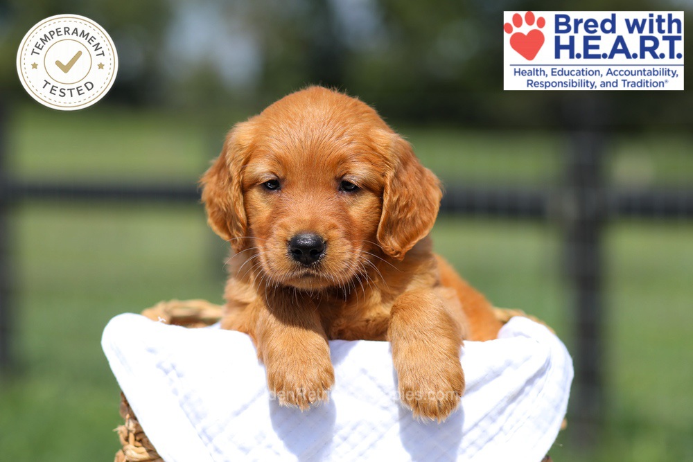 Hazel Image of Hazel, a Golden Retriever puppy