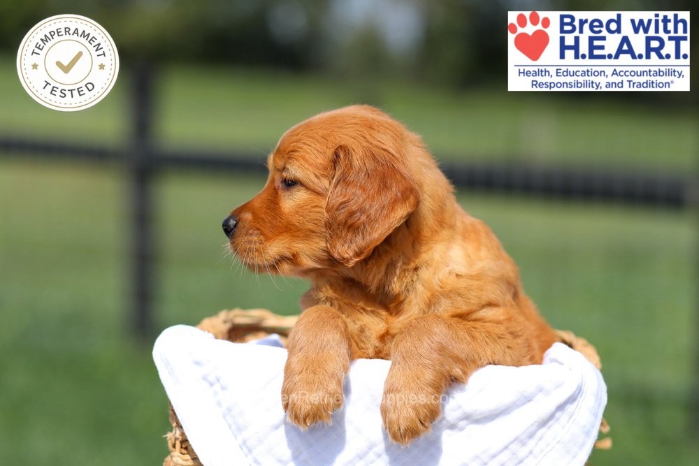 Hazel Image of Hazel, a Golden Retriever puppy