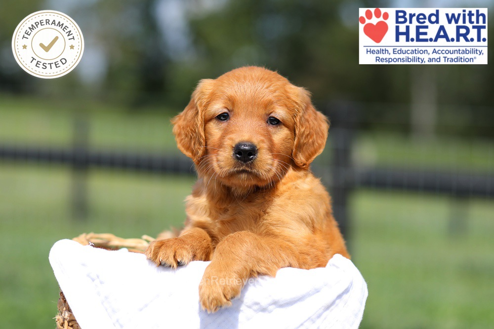 Hazel Image of Hazel, a Golden Retriever puppy