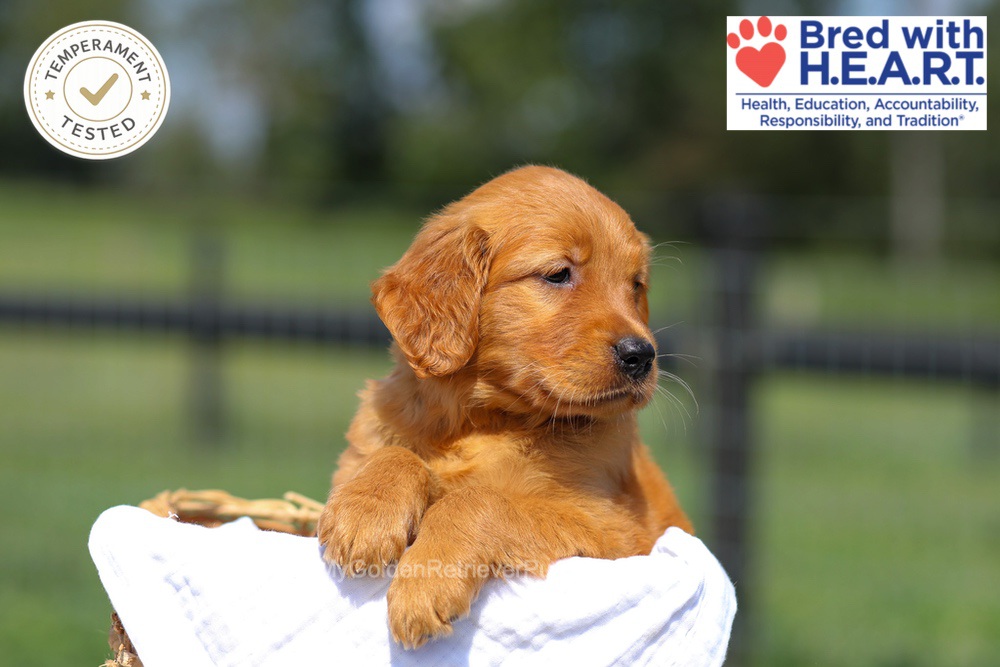 Hazel Image of Hazel, a Golden Retriever puppy