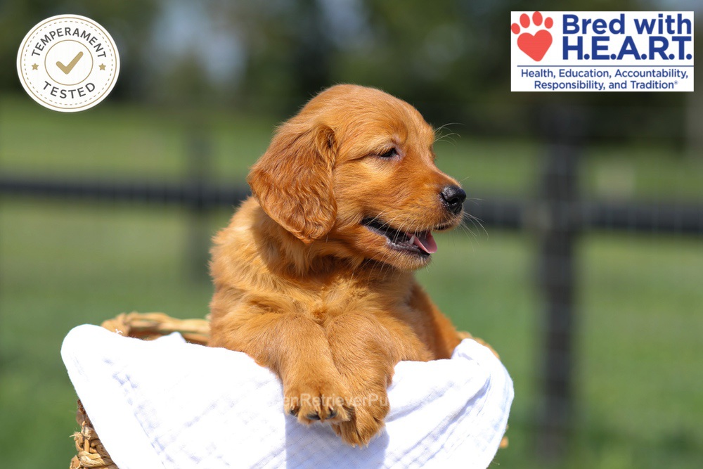 Hazel Image of Hazel, a Golden Retriever puppy