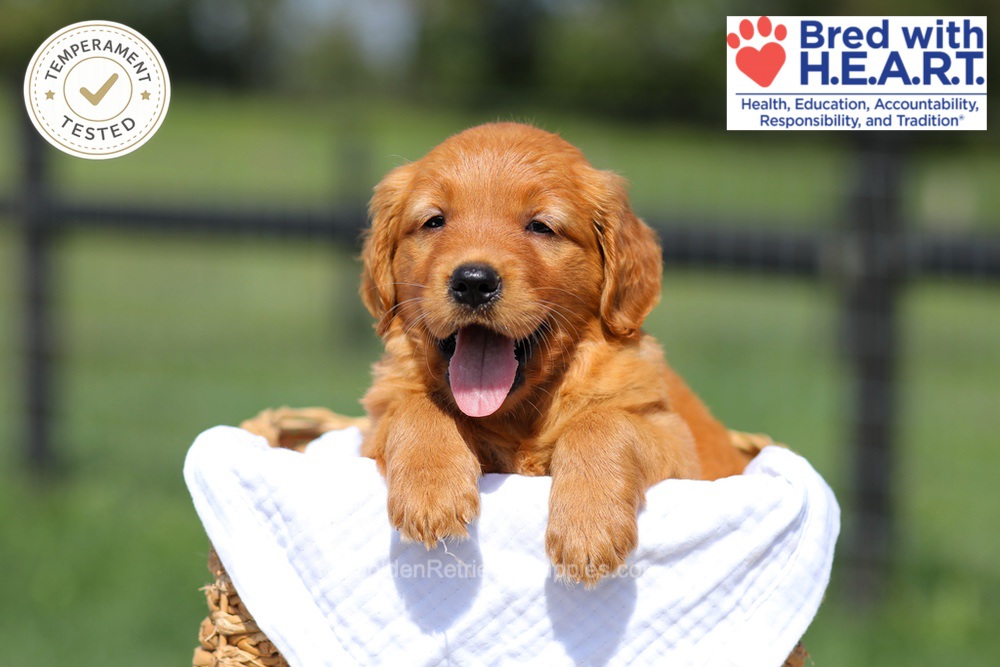 Hazel Image of Hazel, a Golden Retriever puppy