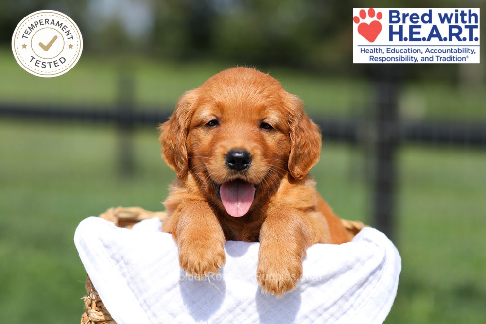 Hazel Image of Hazel, a Golden Retriever puppy