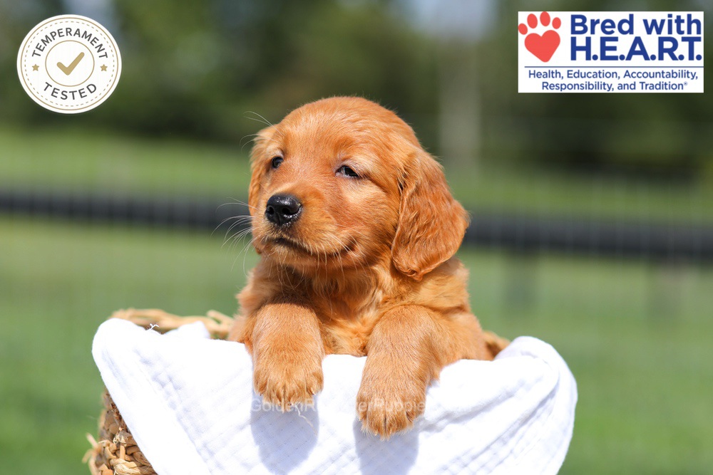 Hazel Image of Hazel, a Golden Retriever puppy