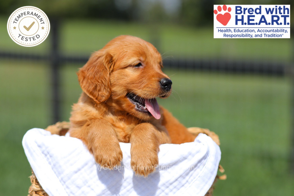 Hazel Image of Hazel, a Golden Retriever puppy