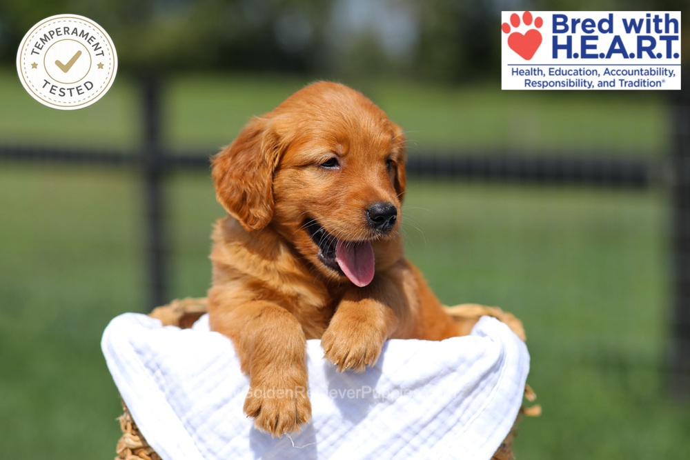 Hazel Image of Hazel, a Golden Retriever puppy