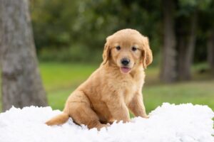 Image of Heidi, a Golden Retriever puppy