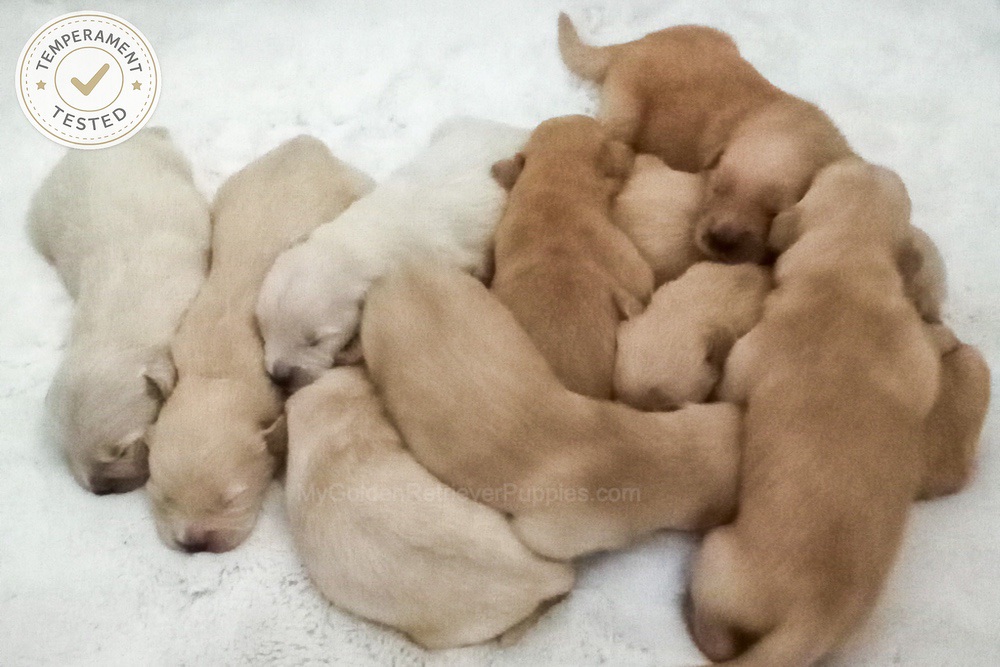 Gunner ❤️ Macy - Nov 7 Image of Gunner ❤️ Macy - Nov 7, a Golden Retriever puppy