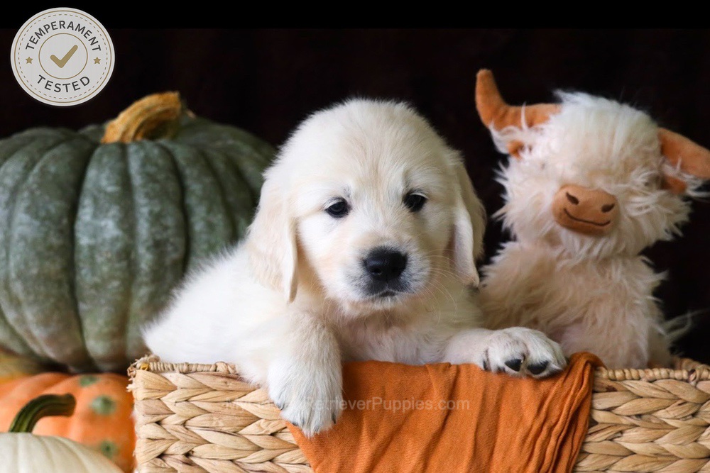Jellybean Image of Jellybean, a Golden Retriever puppy
